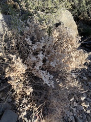 Tidestromia suffruticosa