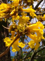 Handroanthus chrysanthus
