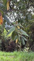 Varronia cylindristachya, photograph (c) avephill, some rights reserved (CC BY)