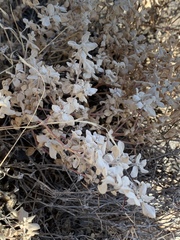 Tidestromia suffruticosa