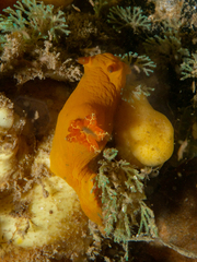 Tambja dracomus