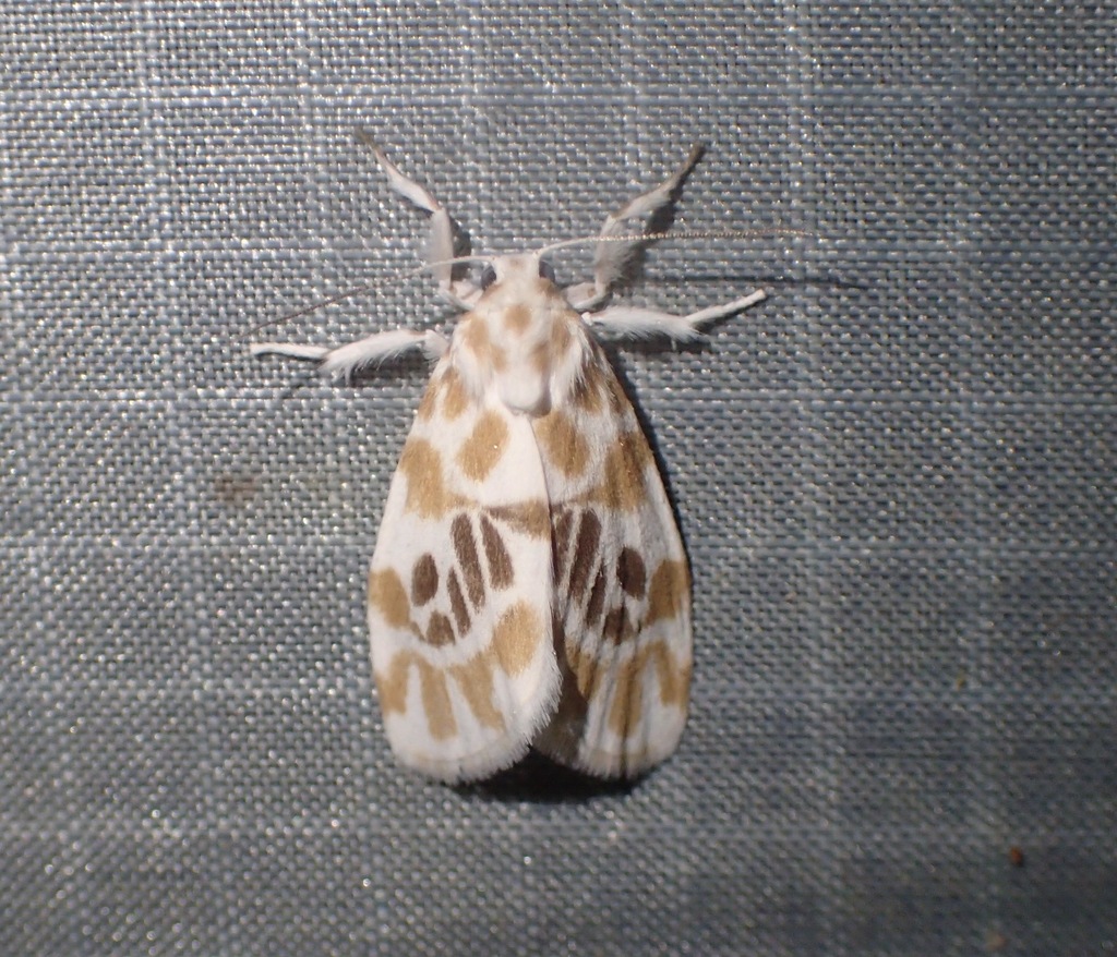 Adites bakeri