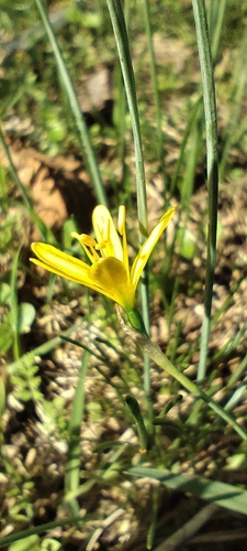 Narcissus cavanillesii, photograph 2