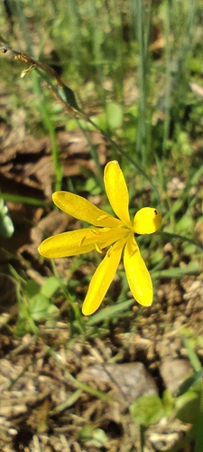 Narcissus cavanillesii, photograph 3