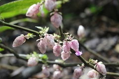 Strobilanthes lupulina