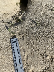 Dipodomys deserti