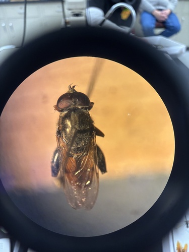 Unknown species found near SUNY New Paltz, New Paltz, NY, US