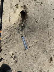 Dipodomys deserti