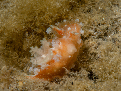 Kaloplocamus ramosus image