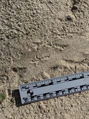Dipodomys deserti