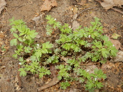 Phacelia ranunculacea