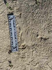 Dipodomys deserti