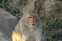 Macaca mulatta