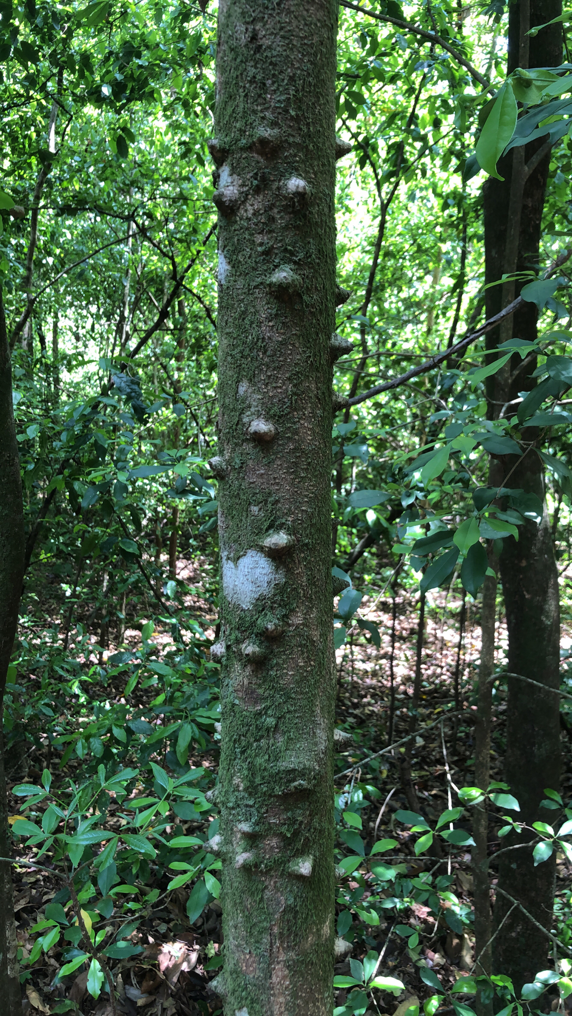 Paubrasilia echinata