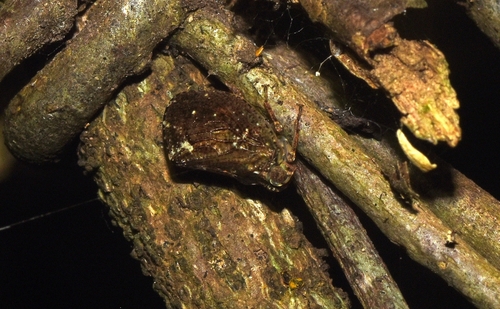 Cotylana angustifrons, 2025-10-09