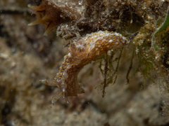 Polycera