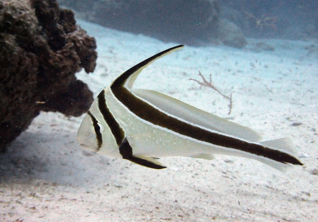 Jackknife Fish