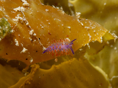 Flabellina