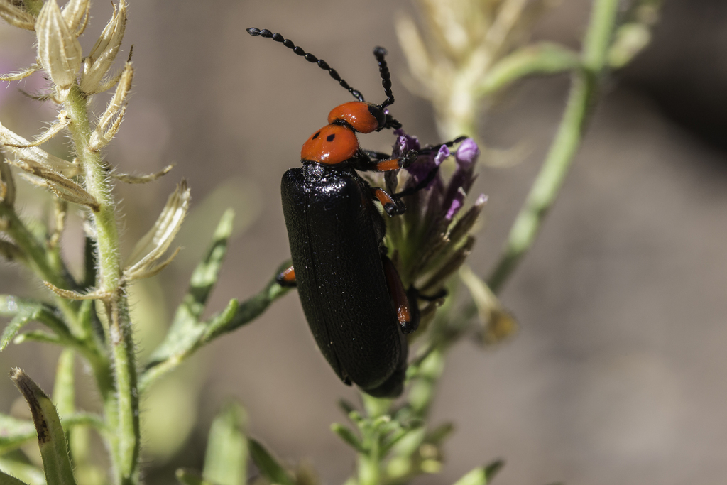 Lytta deserticola