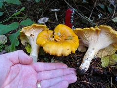 Cantharellus cascadensis