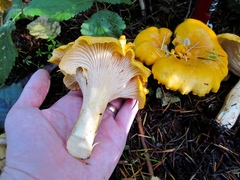 Cantharellus cascadensis