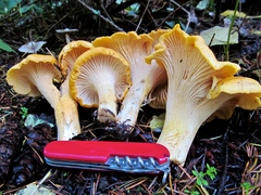 Cantharellus cascadensis