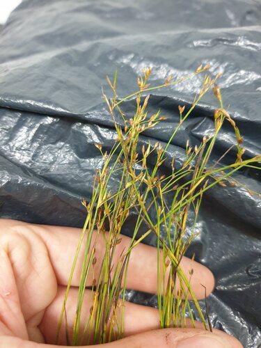 Brown-fruit Rush (Juncus pelocarpus)