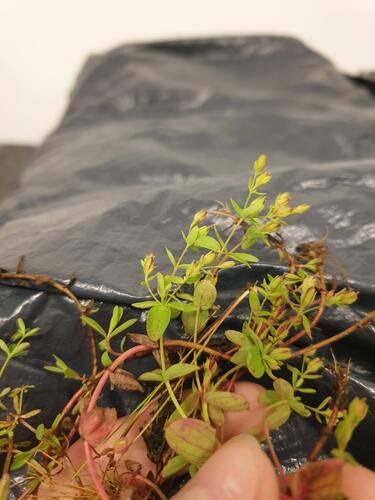 Northern St. John's-wort (Hypericum boreale)