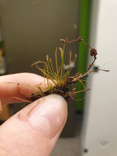 Needle Spikerush (Eleocharis acicularis)