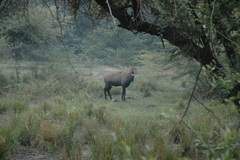 Boselaphus tragocamelus
