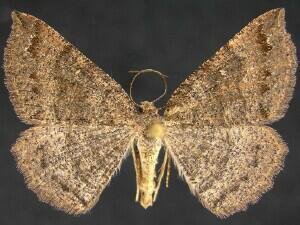 Apodrepanulatrix