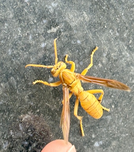 Arabian paper wasp