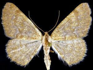 Stergamataea