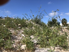 Perityle crassifolia robusta