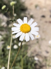 Perityle crassifolia robusta