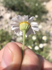 Perityle crassifolia robusta