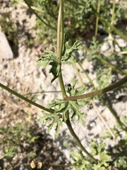 Perityle crassifolia robusta