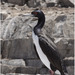 Guanay Cormorant - Photo (c) Christian Artuso, some rights reserved (CC BY-NC-ND), uploaded by Christian Artuso