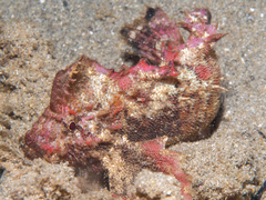 Aploactisoma milesii