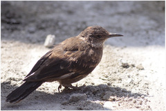 Cinclodes taczanowskii