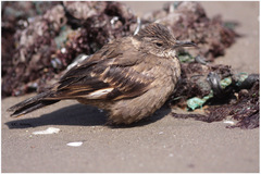 Cinclodes taczanowskii