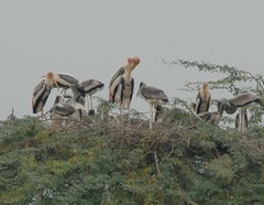 Mycteria leucocephala