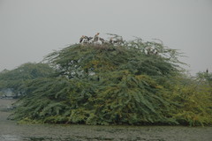 Mycteria leucocephala