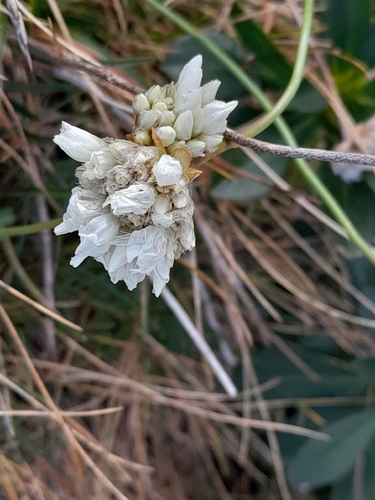 Jersey Thrift (Armeria pubinervis)