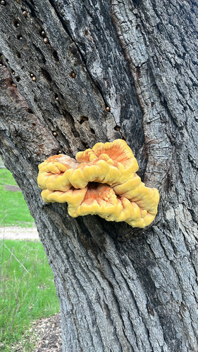 iNaturalist observation photo of Western Hardwood Sulphur Shelf