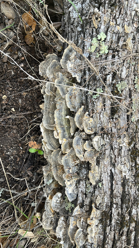 iNaturalist observation photo of turkey-tail
