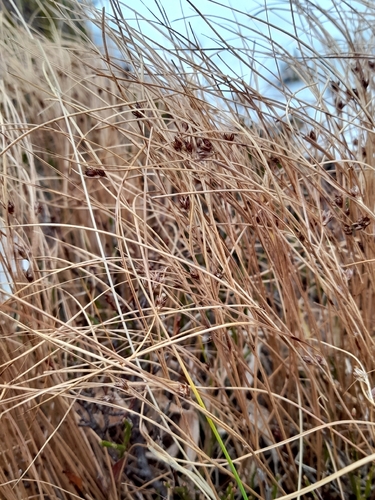 highland rush (Oreojuncus trifidus)