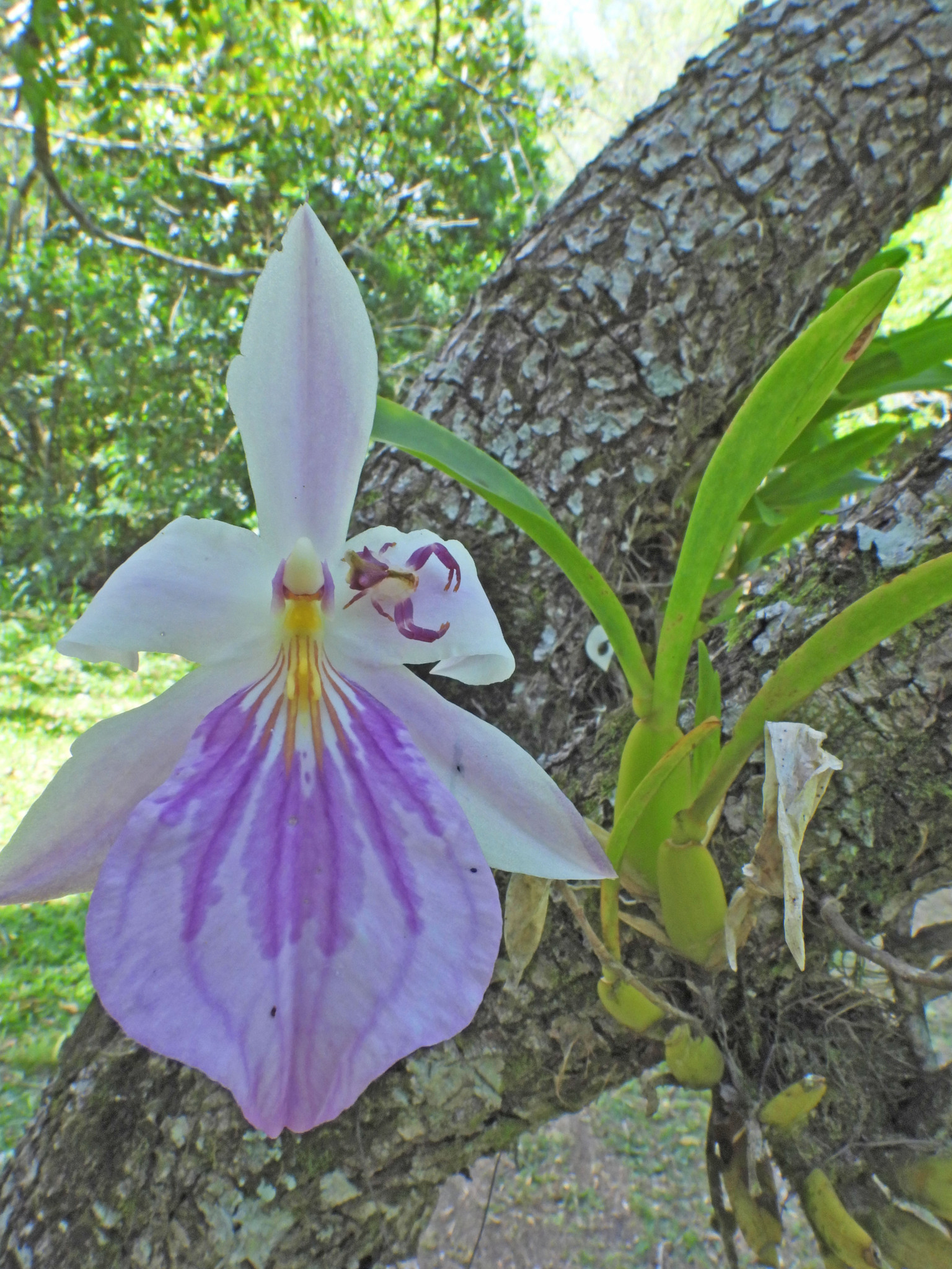 Imagem de Orquídea