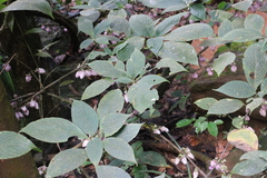 Strobilanthes lupulina