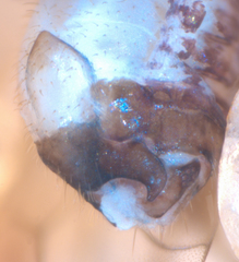 Propsocus pulchripennis